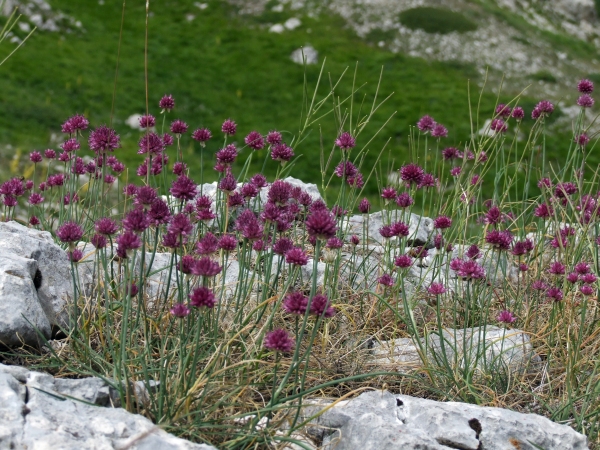 Allium sphaerocephalon